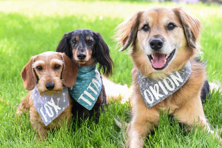 print-on-demand-Dog-Bandanas